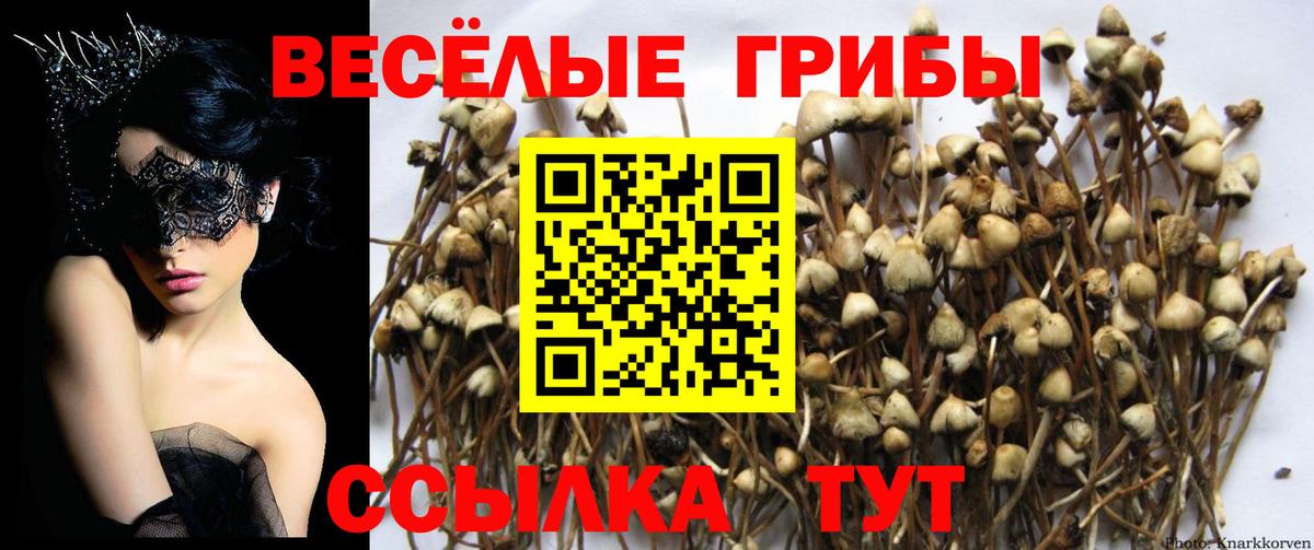 Псилоцибиновые грибы Psilocybe Грозный